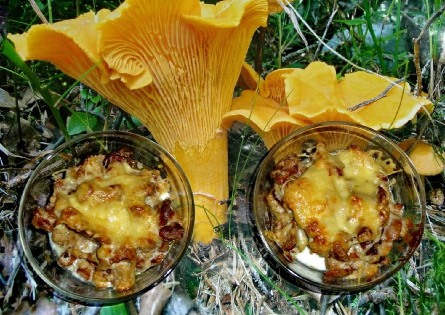 Жульен с грибами лисичками