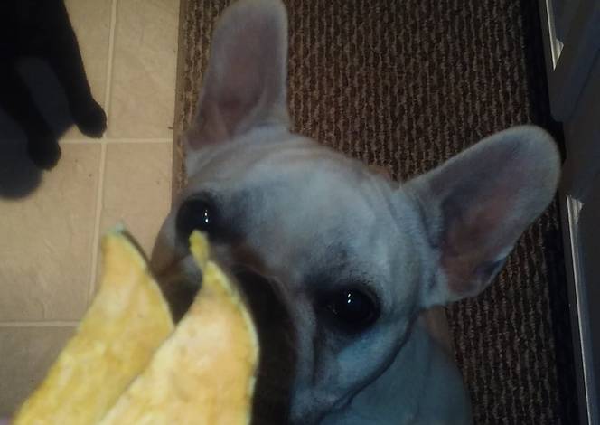 Resep Sweet Potato Jerkyz (dog Treats) Resep Sweet Potato Jerkyz (dog Treats)