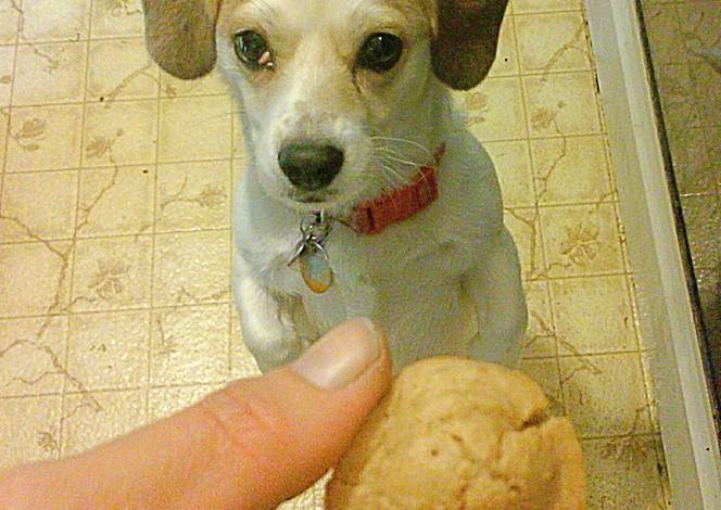 Resep Peanut Butter Puppy Muffins