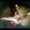 Jose Chavez Jose Chavez