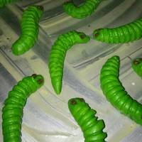 Kue semprit ulat