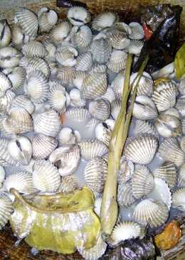 Kerang Dara Rebus