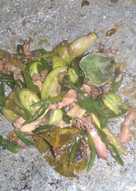 Cumi asin serba IJO (+pete,cabe ijo,tomat ijo)