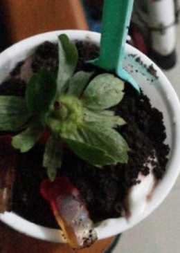 Choco Pot Soil