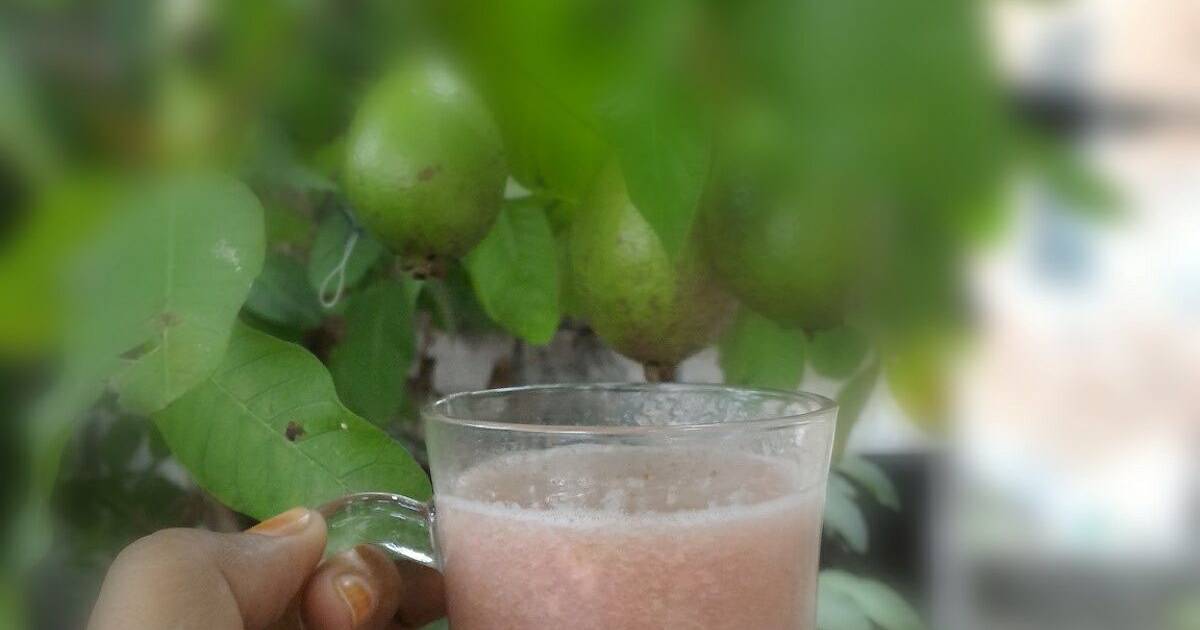 Resep jus jambu biji atau jus buah geulima di Aceh