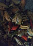 Kerang dara saus abc