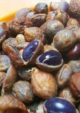 Kacang bogor rebus