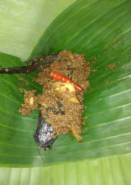 Lele bumbu kluweek
