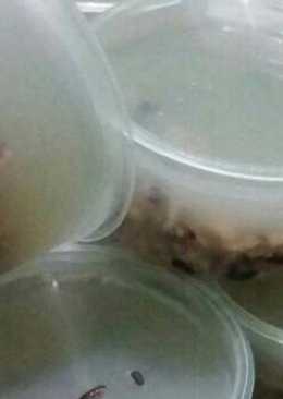 Agar tape ketan hitam