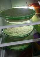 Puding pandan vla lumpur jagung