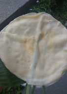 Kulit Lumpia/Risol/Martabak Lentur tdk mdh sobek