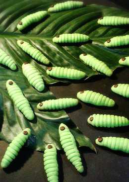 Kukis Ulat / Caterpilar Cookies