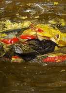 Pepes ikan kembung