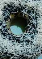 Brownis pop es rasa taro