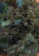 Bandeng Presto Goreng Kremes