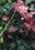 Tips daging sapi empuk