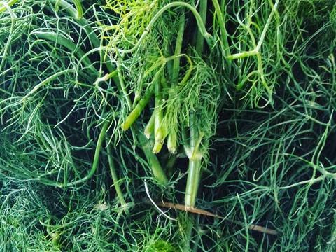 2000 Gambar Daun Adas HD Paling Keren 2000 Gambar Daun Adas HD Paling Keren