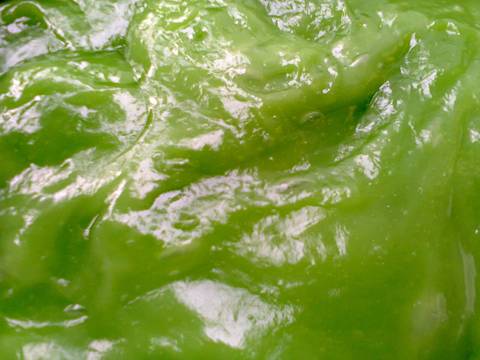 Ongol-ongol Pandan Susu recipe step 2 photo