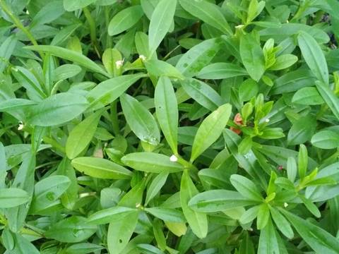 9000 Gambar Daun Ginseng Infobaru