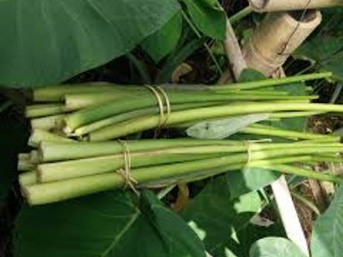 Sayur lodeh batang lompong recipe step 1 photo