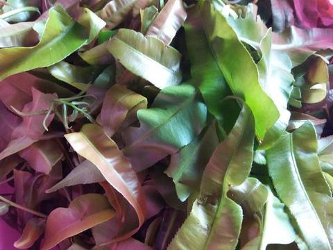 Tumis Kelakai Habang (Pakis Merah) recipe step 1 photo