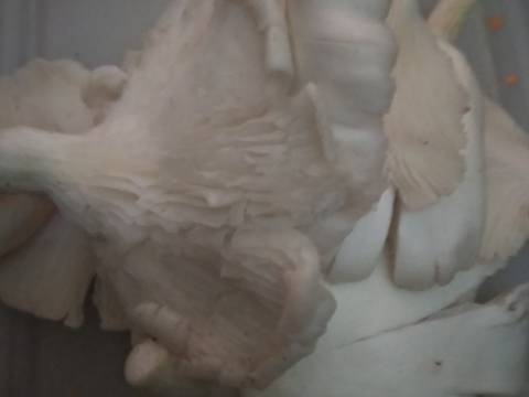 Ayam Jamur Kecap (utk toping mie ayam) recipe step 1 photo