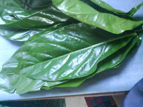 Resep Peda Daun Mengkudu oleh Ridha An Nisa - Cookpad Resep Peda Daun Mengkudu oleh Ridha An Nisa - Cookpad