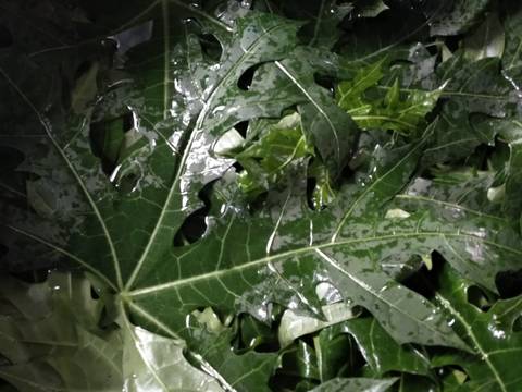 Nasi merah, Ayam Teriyaki, Tumis Trio Bawang Sereh dan Lalap recipe step 2 photo
