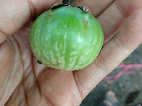 Lawar Terong 