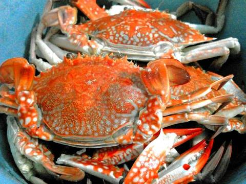 Resep Kepiting rebus oleh Via Gusvianita Cookpad