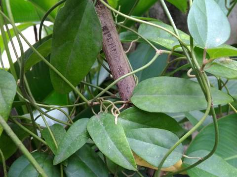Es Cendol Cincau Hijau recipe step 1 photo