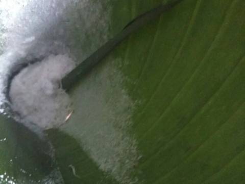 Awug Bungkus Daun Pisang #KamisManis recipe step 4 photo