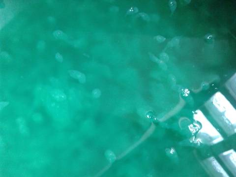 Es cendol sruput recipe step 5 photo