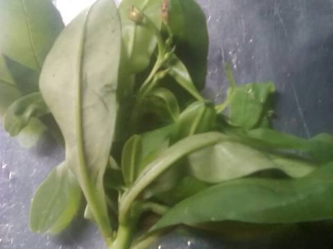 Peyek daun gingseng(no telur no santan) recipe step 4 photo