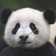 Mrs.Panda Mrs.Panda