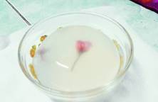 Rau câu hoa anh đào (mochi sakura)
