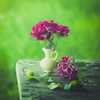 🌼🌼عاشقة الورد🌷🌷 🌼🌼عاشقة الورد🌷🌷