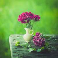 🌼🌼عاشقة الورد🌷🌷 🌼🌼عاشقة الورد🌷🌷