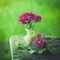 🌼🌼عاشقة الورد🌷🌷 🌼🌼عاشقة الورد🌷🌷
