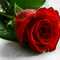 Hoda Kamel Hoda Kamel