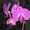 Orchideacska Orchideacska