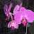 Orchideacska Orchideacska