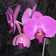 Orchideacska Orchideacska