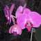 Orchideacska Orchideacska