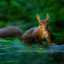 lsquirrel lsquirrel