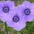 anemone anemone