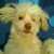 Jenny_Rou Jenny_Rou