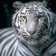 tiger tiger