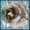 Food cordial Food cordial