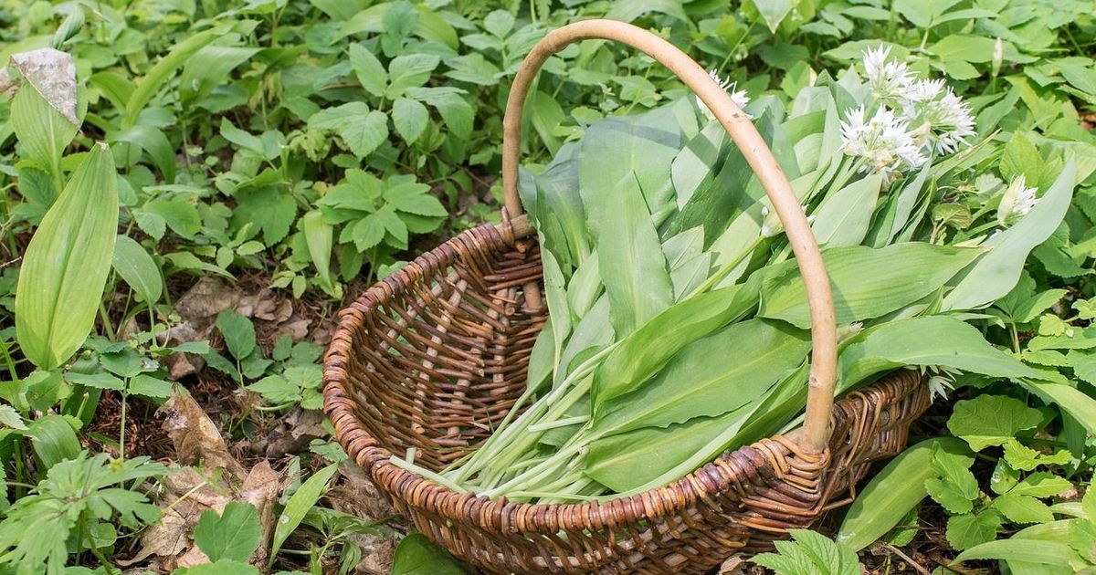 Wild Garlic, Nettles and Dandelions: wild green foods you can get for free in Spring!